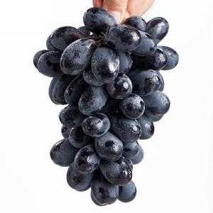 美国无籽黑提 进口水果 黑加仑 葡萄提子新鲜水果 1...